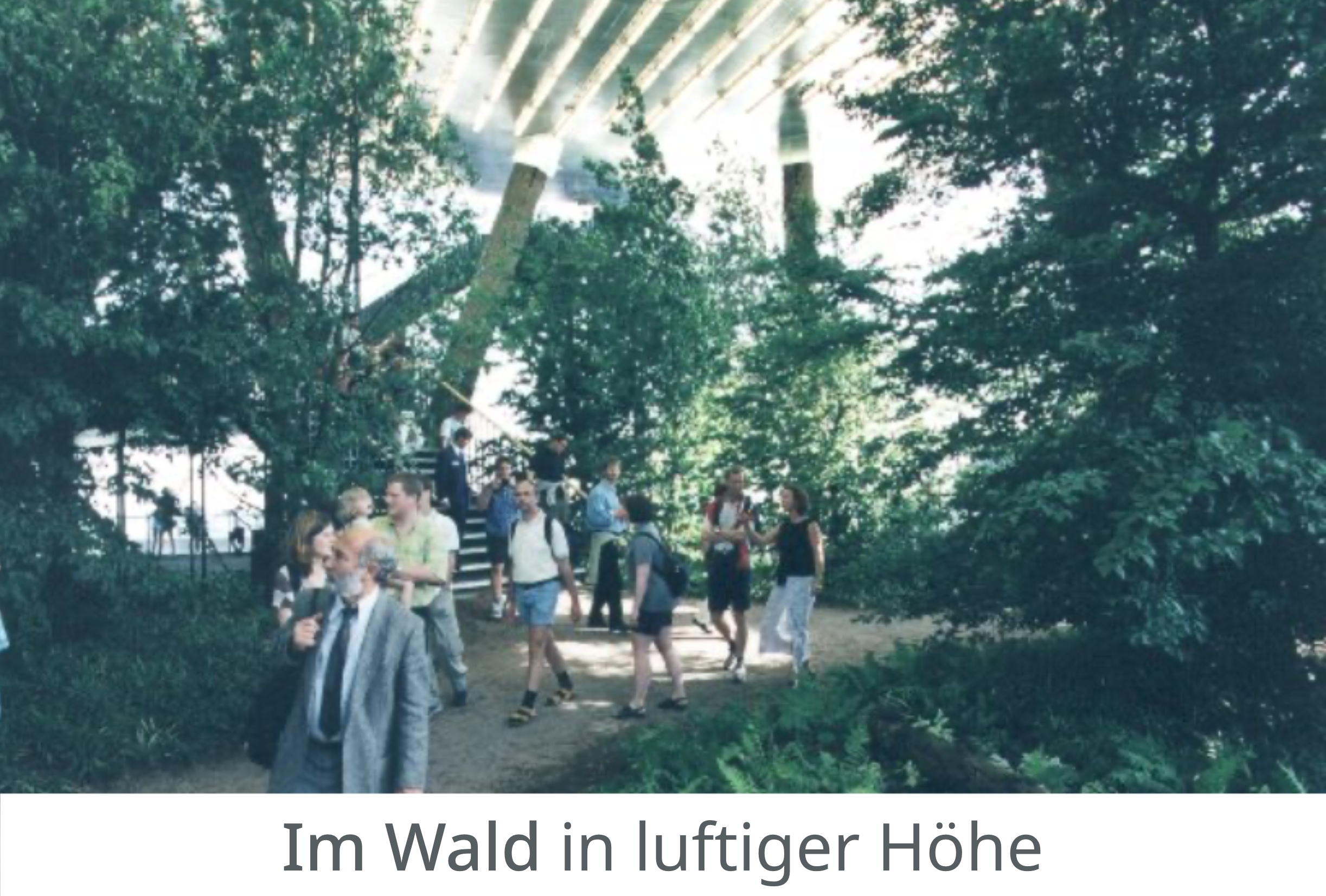 Im Wald der Niederlande