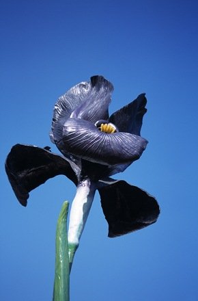 a_grass_vae__12_20140604_1546064444