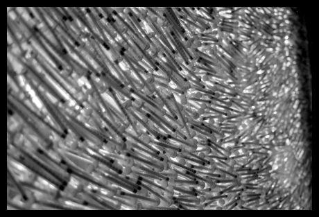 falk_schuch_album_2_10_20140605_1814699270