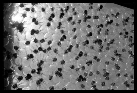 falk_schuch_album_2_13_20140605_1840346414